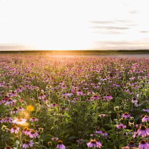 Mit Klick auf dieses Bild sehen Sie das Blumenfeld der Nutrilite Farm in Trout Lake East, Washington USA bei Sonnenuntergang