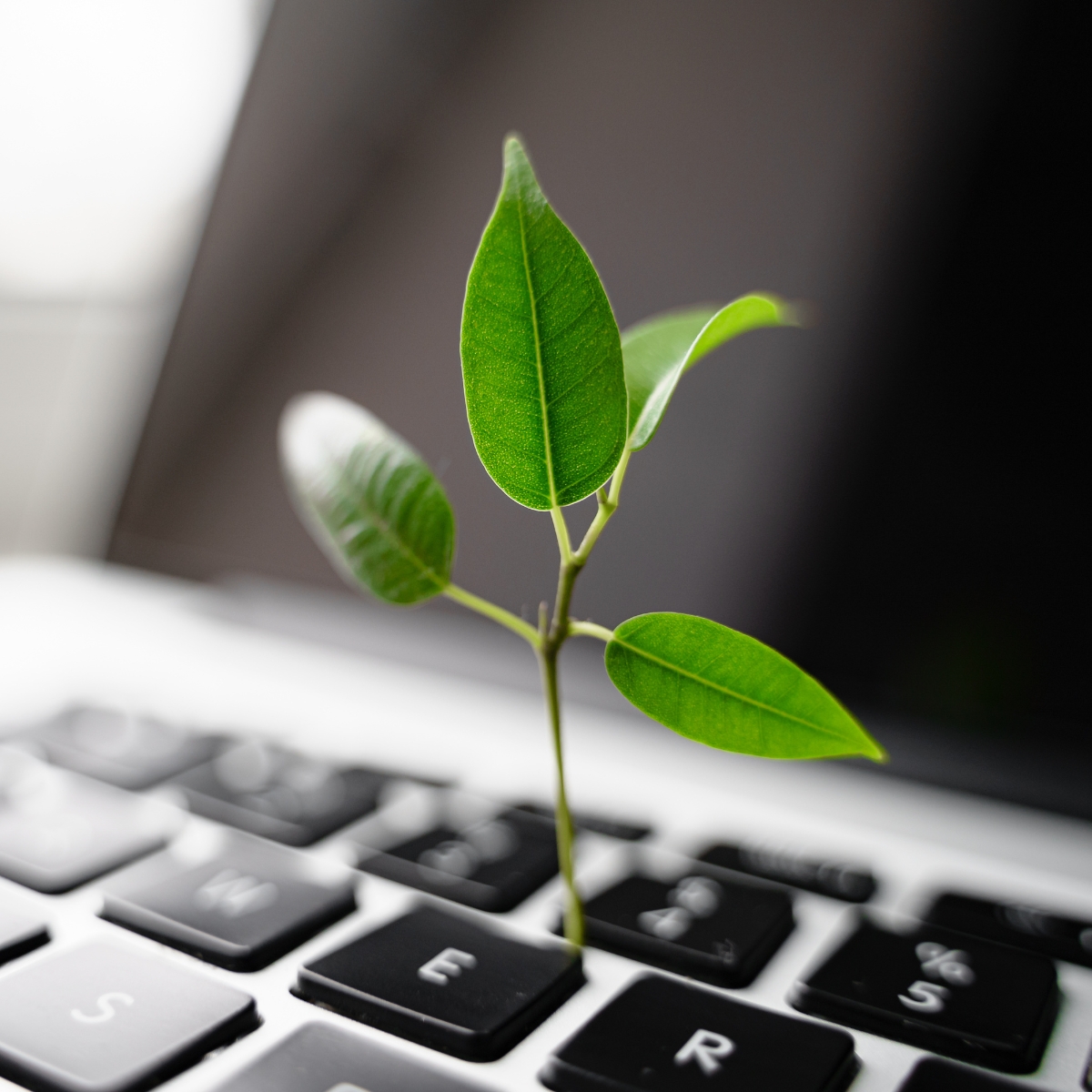 Eine Tastatur, aus der ein Blatt wächst